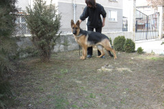 Andji