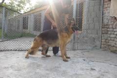 Luta