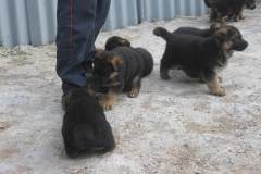 Malki