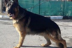 toreto142149